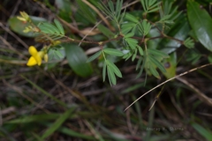 Smithia racemosa
